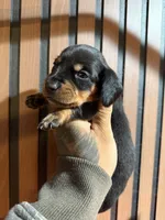 Willy black tan, a male Miniature Dachshund for sale in Johnston, RI – 6 of 8