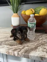 Tito, a male Yorkshire Terrier for sale in Johnston, RI – 6 of 8