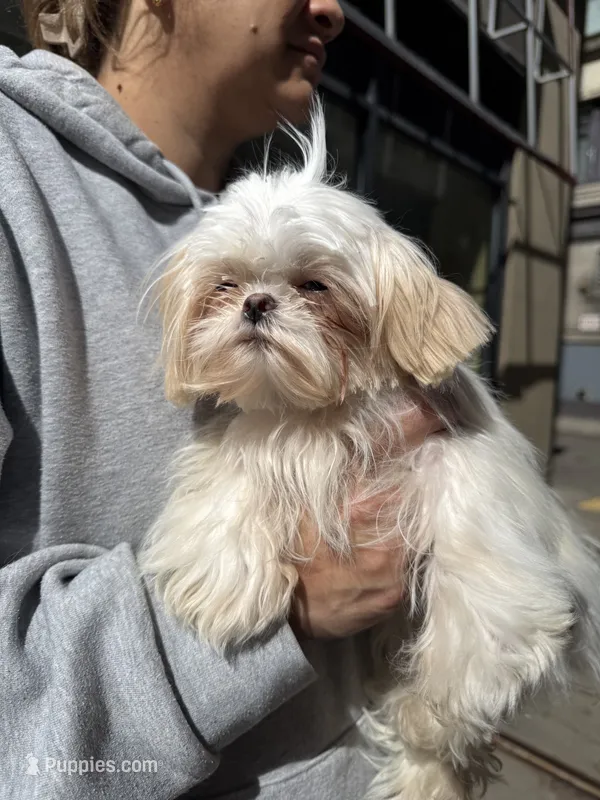 Matilda – Shih Tzu puppy for sale in North Smithfield, RI