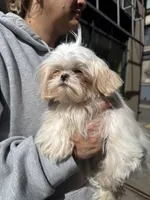 Matilda, a female Shih Tzu for sale in North Smithfield, RI – 1 of 4