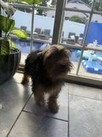 Tucker, a male Miniature Schnauzer and Yorkshire Terrier for sale in Johnston, RI – 7 of 10