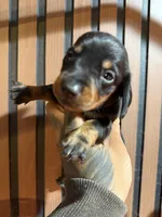 Bruce black and tan, a male Miniature Dachshund for sale in Johnston, RI – 6 of 7