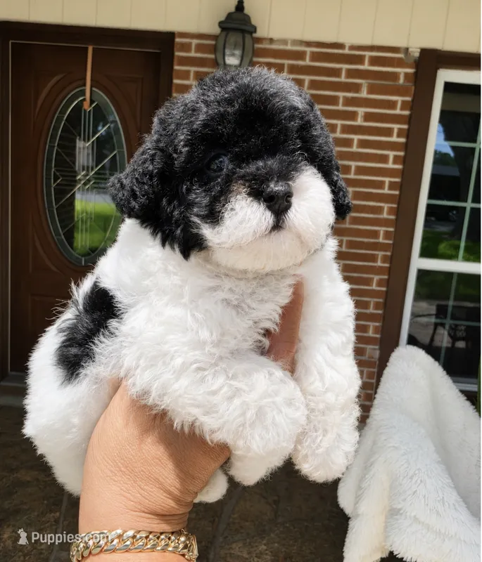 Jenny , a female Poodle - Toy  for sale in North Smithfield, RI – 1 of 8