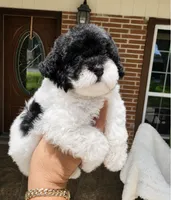Jenny , a female Poodle - Toy  for sale in North Smithfield, RI – 1 of 8