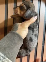 Mini Dachshund Tommy , a male Miniature Dachshund for sale in Johnston, RI – 7 of 8