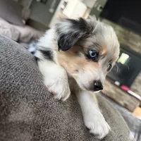 Peanut, a female Miniature Australian Shepherd for sale in Johnston, RI – 2 of 9