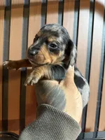 Chase Merle tri, a male Miniature Dachshund for sale in Johnston, RI – 7 of 7