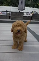 Cookie, a female Miniature Goldendoodle for sale in Johnston, RI – 7 of 8