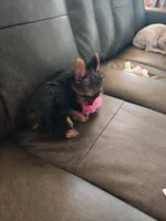 Bindi, a female Yorkshire Terrier for sale in Johnston, RI – 3 of 4