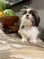 Max, a male Shih Tzu for sale in Johnston, RI – 6 of 9