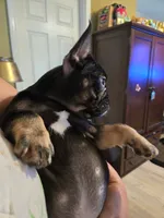 Princess, a female French Bulldog for sale in North Smithfield, RI – 4 of 6