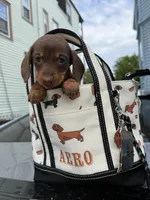 Layla, a female Miniature Dachshund for sale in North Smithfield, RI – 2 of 8