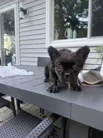 Chaz, a male French Bulldog for sale in North Smithfield, RI – 4 of 6