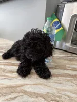 Camila mi, a female Poodle - Toy  for sale in North Smithfield, RI – 3 of 9