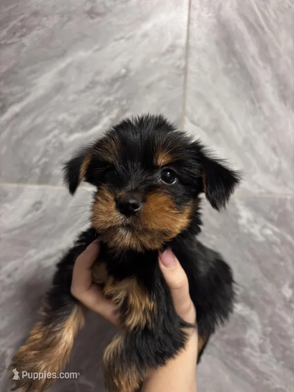 Princess  – Yorkshire Terrier puppy for sale in Johnston, RI