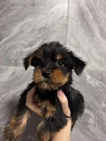 Princess , a female Yorkshire Terrier for sale in Johnston, RI – Photo 1 of 3