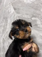 Princess , a female Yorkshire Terrier for sale in Johnston, RI – Photo 2 of 3