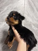 Princess , a female Yorkshire Terrier for sale in Johnston, RI – Photo 3 of 3