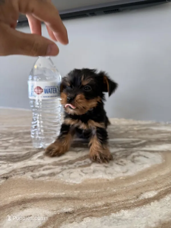 Princess  – Yorkshire Terrier puppy for sale in Johnston, RI