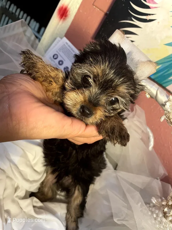 Princess  – Yorkshire Terrier puppy for sale in Johnston, RI
