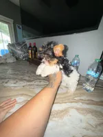TikTok , a male Yorkshire Terrier for sale in North Smithfield, RI – 4 of 10