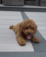 Cookie, a female Miniature Goldendoodle for sale in Johnston, RI – 3 of 8