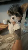 TikTok , a male Yorkshire Terrier for sale in North Smithfield, RI – 2 of 10