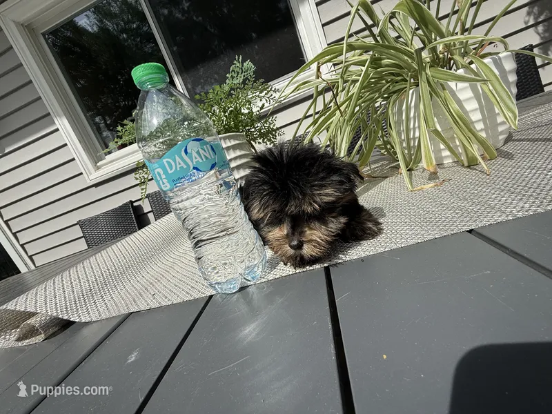 Princess  – Yorkshire Terrier puppy for sale in North Smithfield, RI