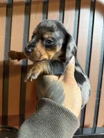 Chase Merle tri, a male Miniature Dachshund for sale in Johnston, RI – 5 of 7