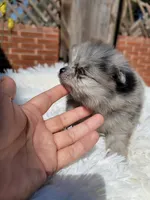 Diesel, a male Pomeranian for sale in Johnston, RI – Photo 5 of 5