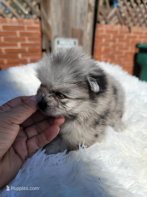 Diesel – Pomeranian puppy for sale in Johnston, RI