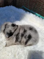 Diesel, a male Pomeranian for sale in Johnston, RI – Photo 2 of 5