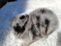 Diesel, a male Pomeranian for sale in Johnston, RI – Photo 3 of 5