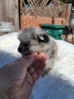 Diesel, a male Pomeranian for sale in Johnston, RI – Photo 4 of 5