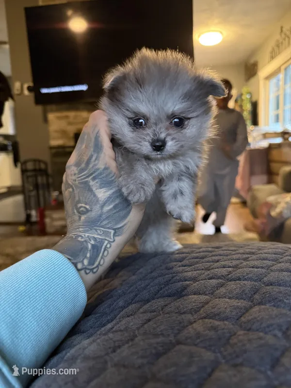 Diesel – Pomeranian puppy for sale in Johnston, RI