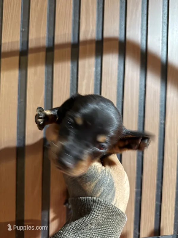 Bruce black and tan – Miniature Dachshund puppy for sale in Johnston, RI