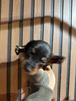 Bruce black and tan, a male Miniature Dachshund for sale in Johnston, RI – 1 of 7