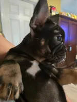 Princess, a female French Bulldog for sale in North Smithfield, RI – 2 of 6
