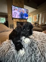 Stacy, a female Shih Tzu for sale in North Smithfield, RI – 2 of 10