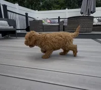 Cookie, a female Miniature Goldendoodle for sale in Johnston, RI – 8 of 8