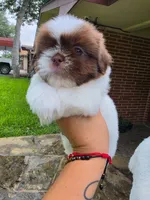 Niko, a male Shih Tzu for sale in North Smithfield, RI – 5 of 10