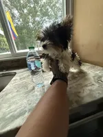 Tilly , a female Yorkshire Terrier for sale in North Smithfield, RI – 9 of 9