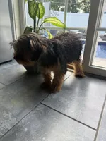 Tucker, a male Miniature Schnauzer and Yorkshire Terrier for sale in Johnston, RI – 5 of 10
