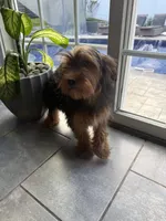 Tucker, a male Miniature Schnauzer and Yorkshire Terrier for sale in Johnston, RI – 4 of 10
