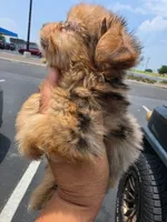 Lil Bindi, a female Yorkshire Terrier for sale in North Smithfield, RI – 9 of 10