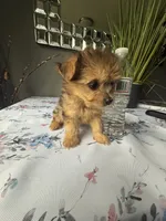 Lil Bindi, a female Yorkshire Terrier for sale in North Smithfield, RI – 5 of 10