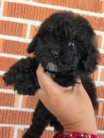 Kelsey, a female Poodle - Toy  for sale in North Smithfield, RI – 7 of 7