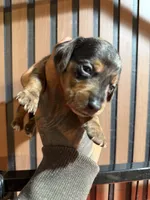 Chase Merle tri, a male Miniature Dachshund for sale in Johnston, RI – 4 of 7