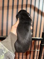 Willy black tan, a male Miniature Dachshund for sale in Johnston, RI – 8 of 8