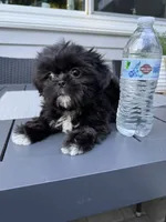 Cookie, a female Shih Tzu for sale in North Smithfield, RI – 4 of 9